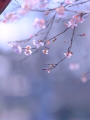 冬の桜