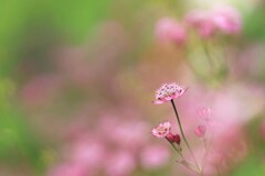 アストランティア～軽井沢レイクガーデン