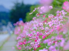 佐久市のコスモス街道(R254) 見頃です♪