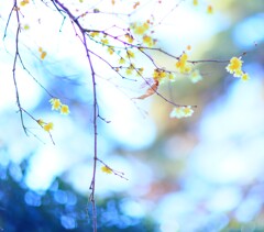 蝋梅～国営武蔵丘陵森林公園