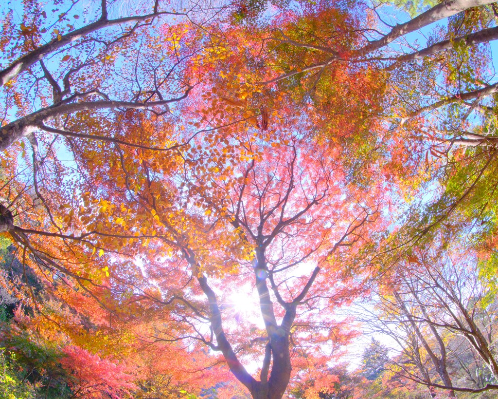 赤城自然園～紅葉２