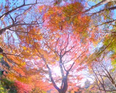 赤城自然園～紅葉２