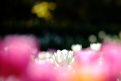 江の島サムエルコッキング苑～アイスチューリップ3