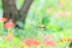 早咲き彼岸花～さくら堤公園2
