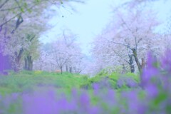桜とムラサキハナナ～森林公園