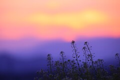 penpen sunset