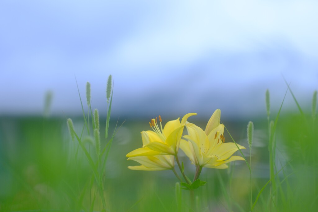 黄色百合～大石公園