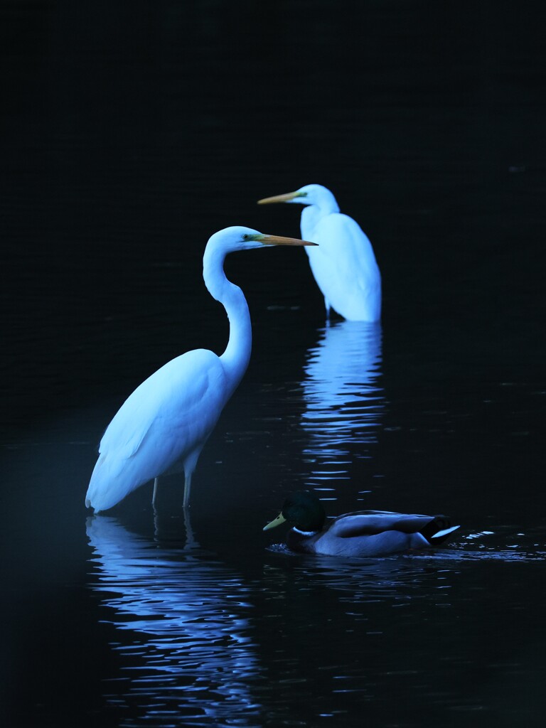 シラサギ～八丁湖
