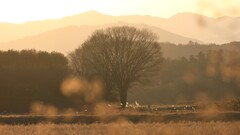 週末の夕焼け1