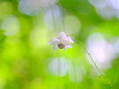森林公園のレンゲショウマ