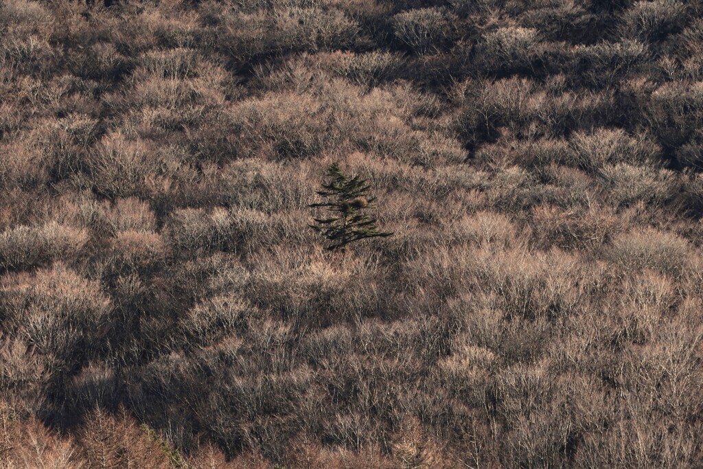 山中湖～ヤドリギの木
