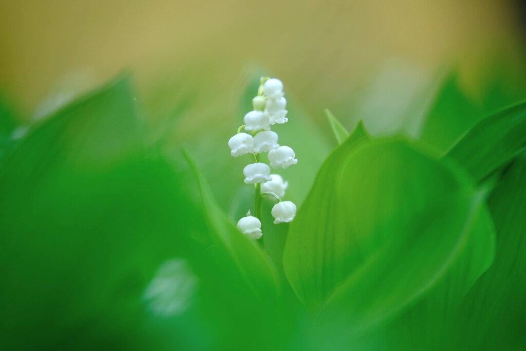 スズラン～春終わり近く1