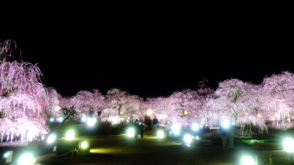 夜梅～鈴鹿の森庭園2