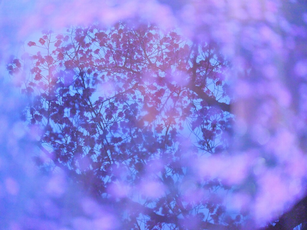 雨の桜街道2