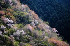奥多摩湖～山の桜5