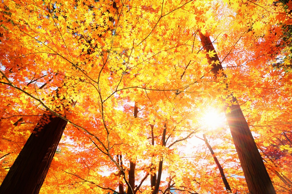 momiji