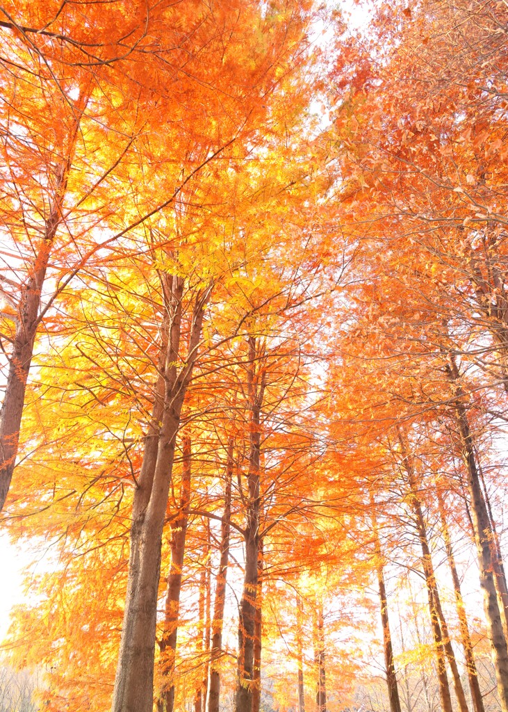 彩の森入間公園～メタセコイア１