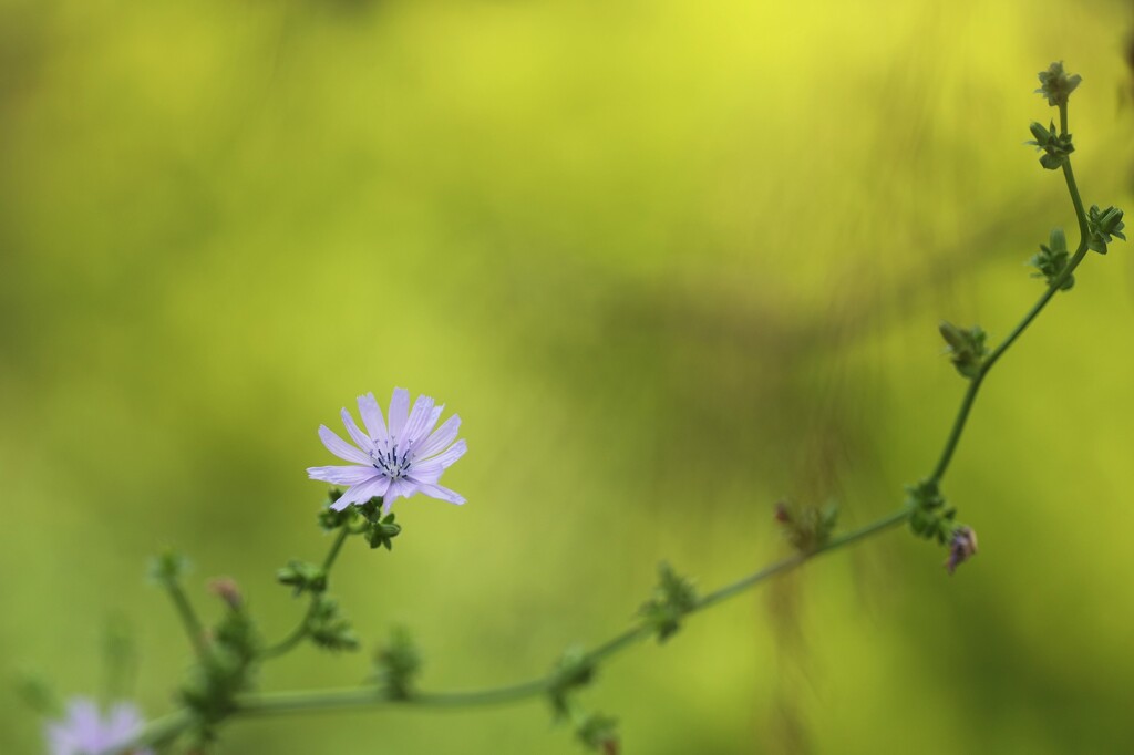 chicory