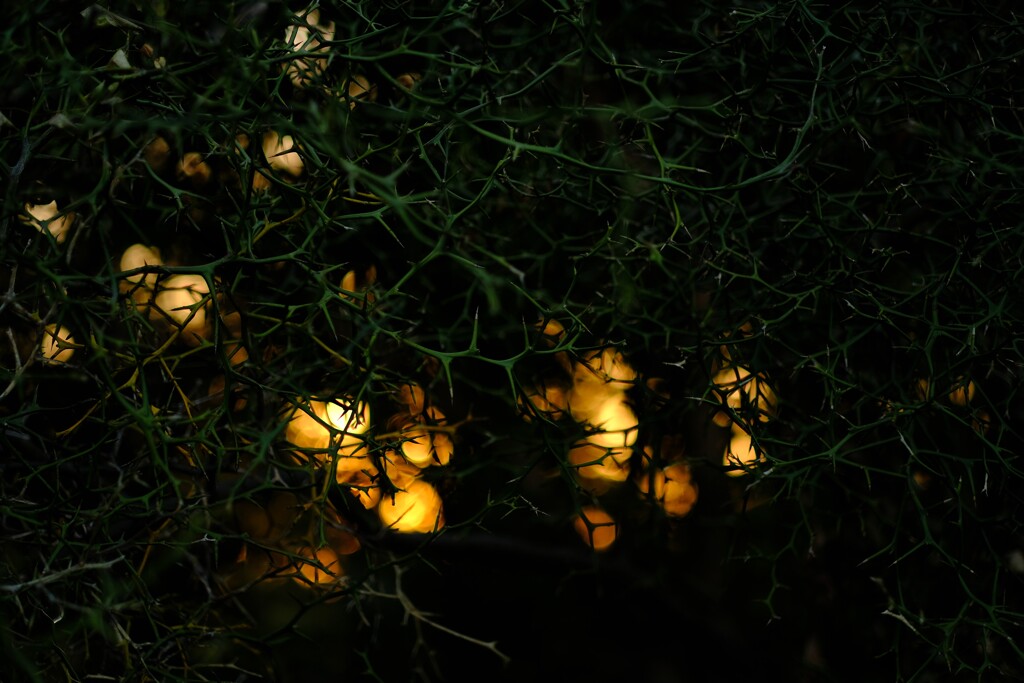 神代植物公園の秋2～カラタチ