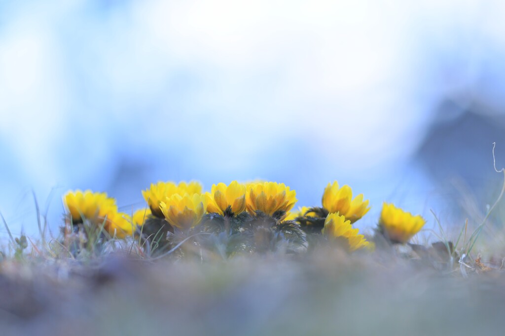 福寿草～昭和記念公園