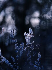 梅～神代植物公園