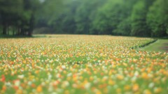 ポピー～森林公園