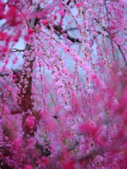 枝垂れ梅～越生梅林5