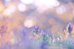 森林公園～リンドウ