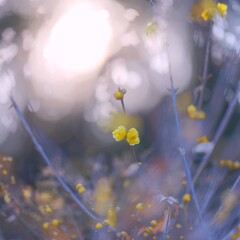 蝋梅～智光山公園