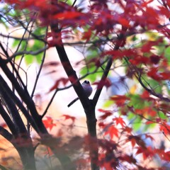 紅葉エナガ～赤城自然園