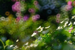 二輪草～夢ハーベスト農場