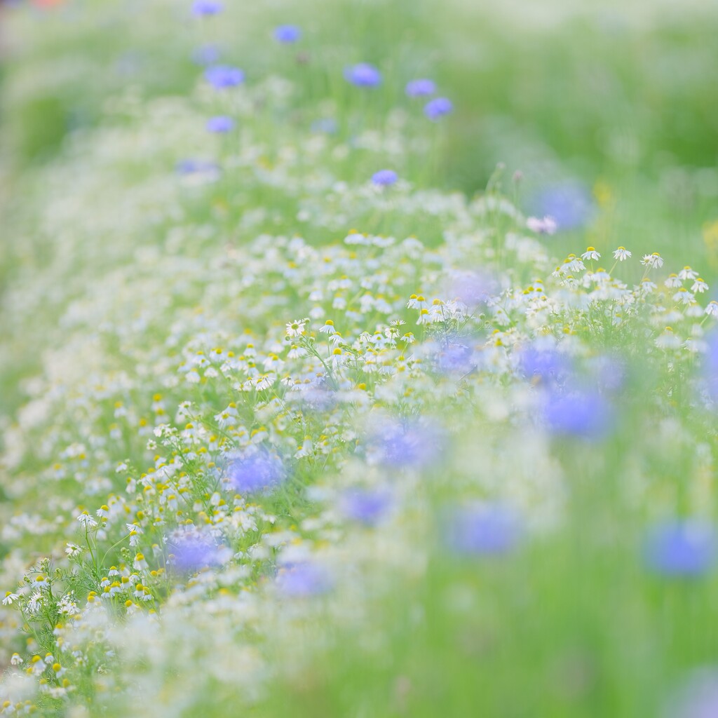 昭和記念公園　～カモミールとヤグルマギク