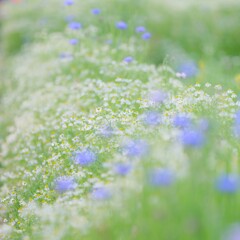昭和記念公園　～カモミールとヤグルマギク