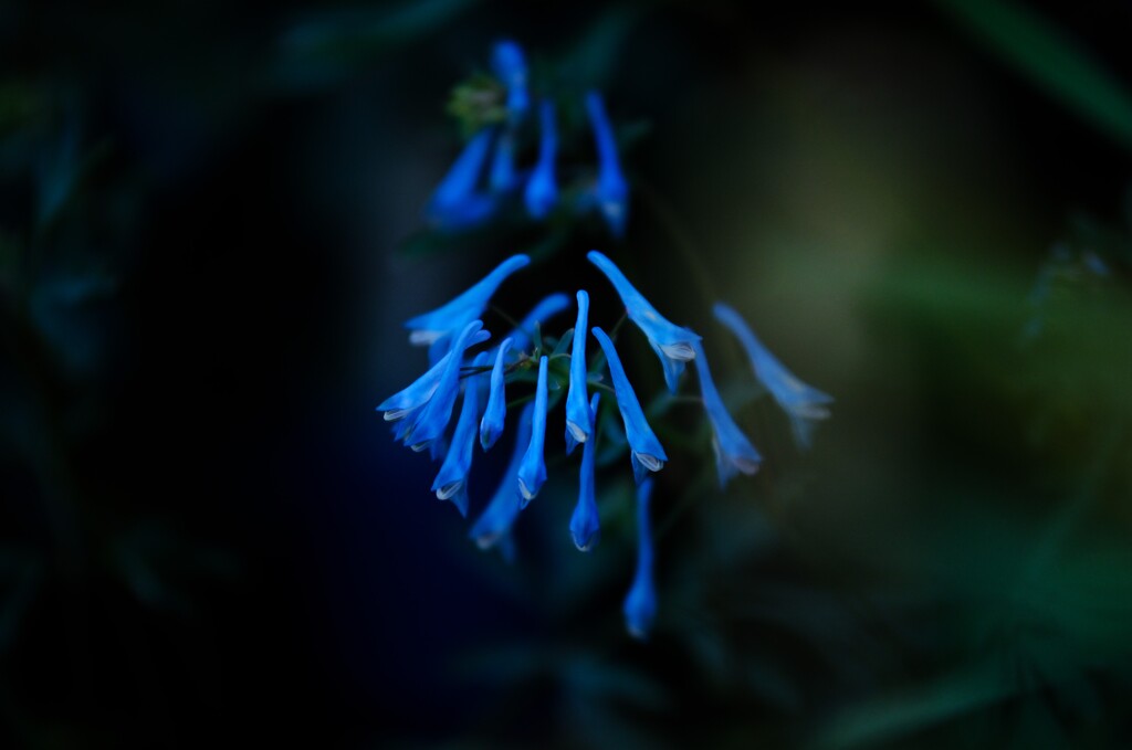 エゾエンゴサク～チャイナブルー～横浜EG12