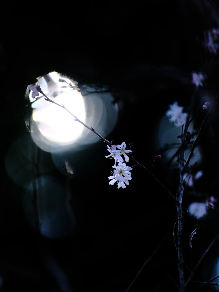 まだ咲いていた十月桜