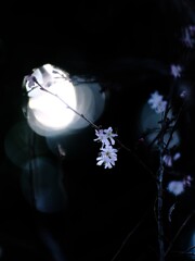 まだ咲いていた十月桜