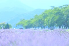 河口湖ラベンダー