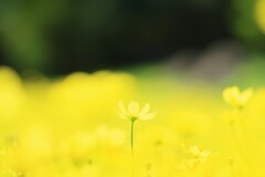 レモンブライト～昭和記念公園2