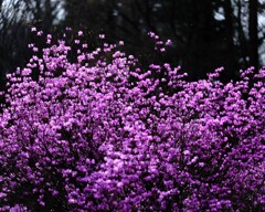 ヤマツツジ～赤城自然園