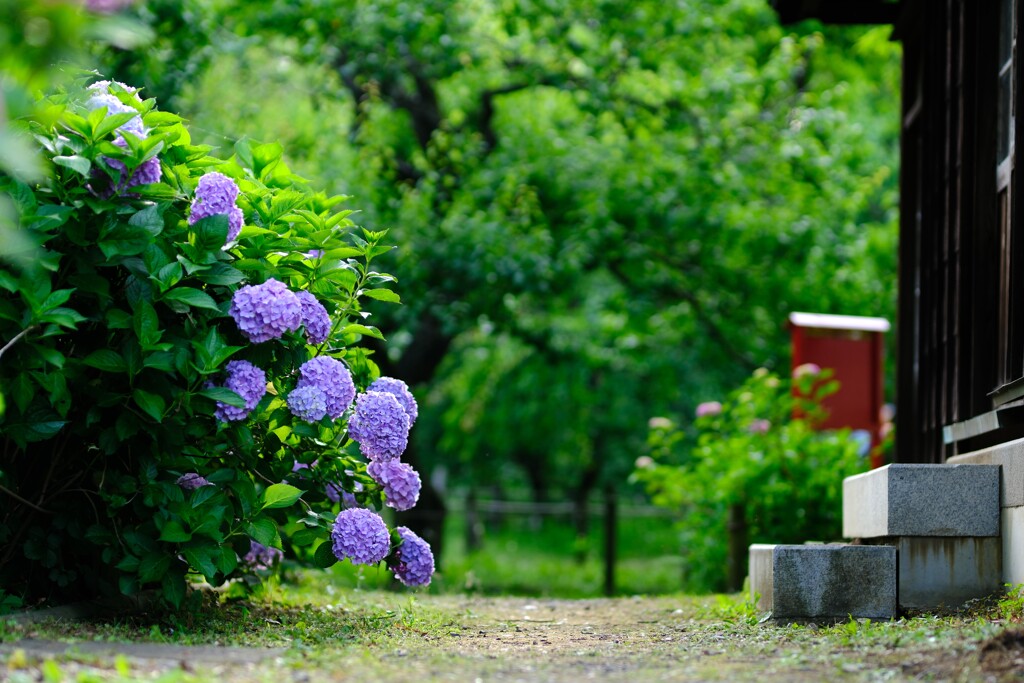 紫陽花～府中市郷土の森博物館5