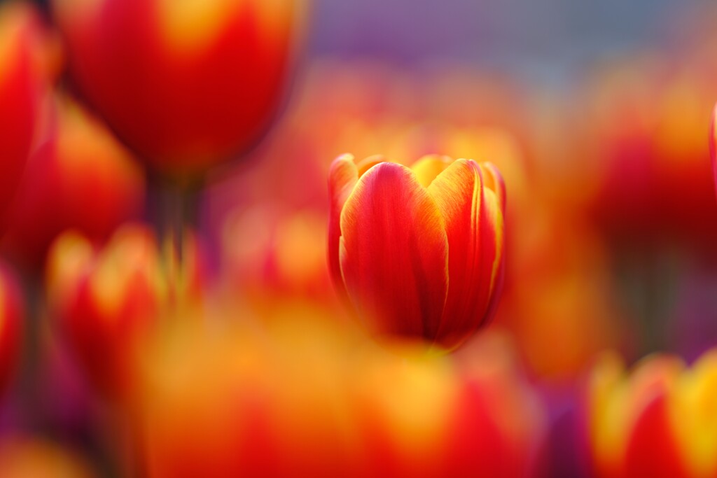 花菜ガーデン～アイスチューリップ2