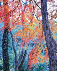 モミジ～狭山公園(多摩湖)3