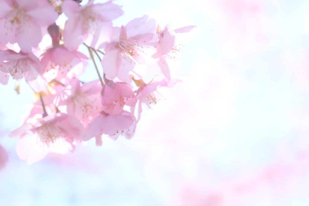 近所の河津桜が咲きました2