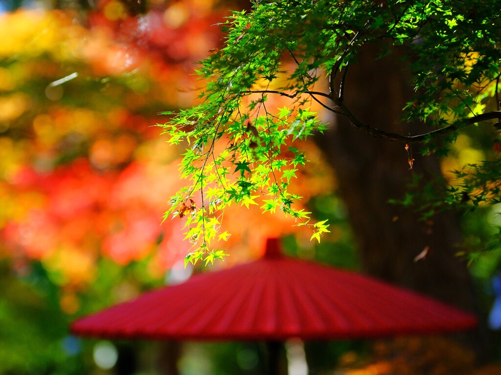 モミジ～神代植物公園3