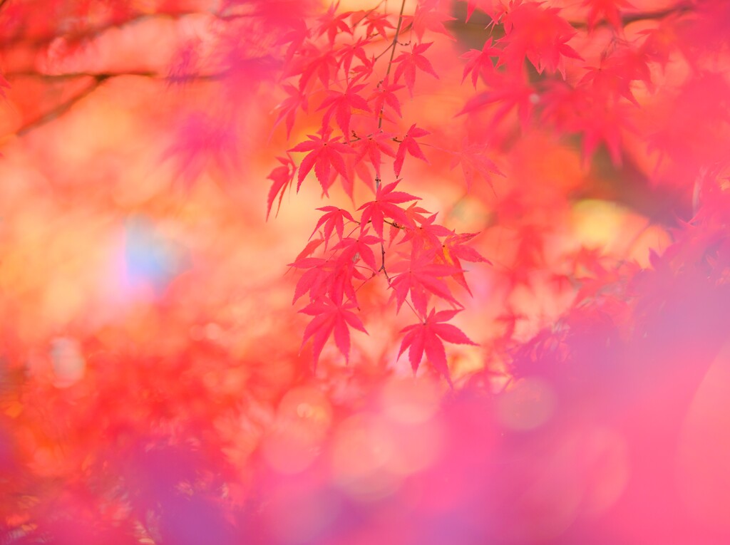 妙義山～紅葉３