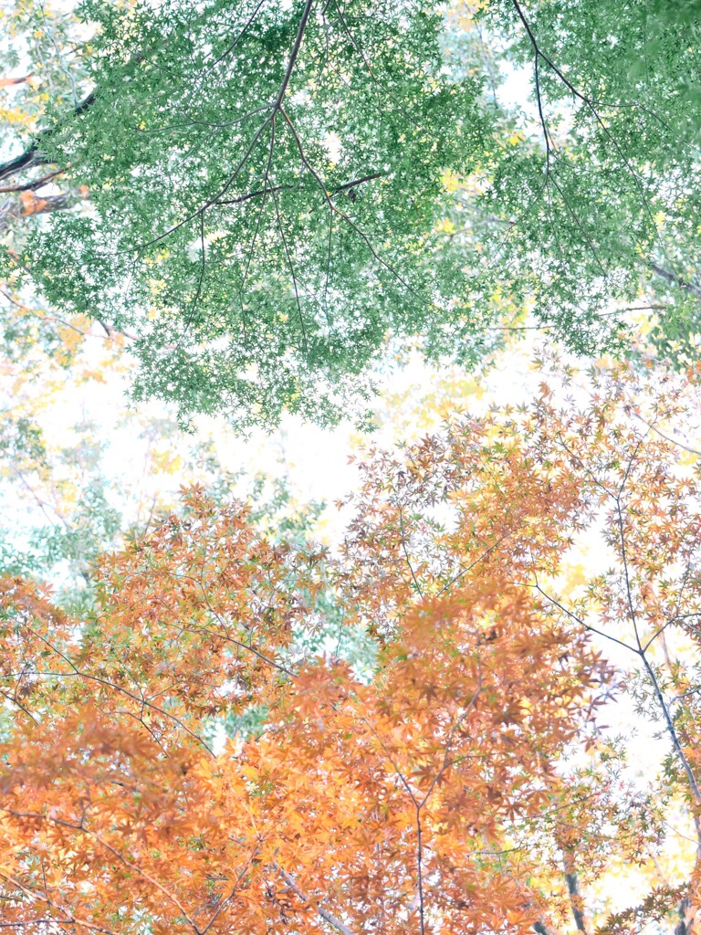 森林公園～紅葉