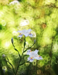 シャガの森～七国山薬王寺