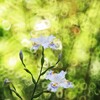 シャガの森～七国山薬王寺
