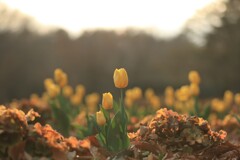 森林公園～夕焼けのチューリップ