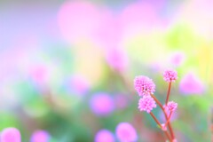 colors pink